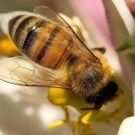 лечение пчелиным ядом