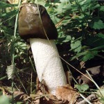 <b>Веселка: самый таинственный гриб 21-го века</b>
