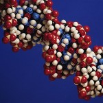 <b>Определены 16 ДНК-маркеров, влияющих на продолжительность жизни</b>