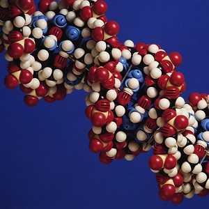 Определены 16 ДНК-маркеров, влияющих на продолжительность жизни