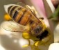 Доверьте свое здоровье пчелам