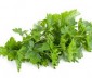 О пользе петрушки